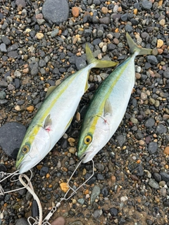 コゾクラの釣果