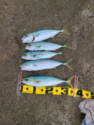 コゾクラの釣果
