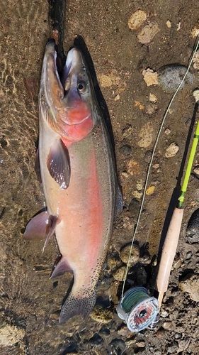 ニジマスの釣果
