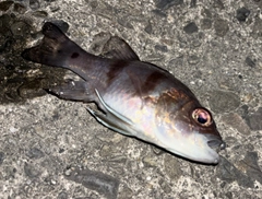 ヨコスジイシモチの釣果