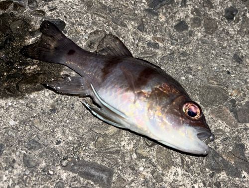ヨコスジイシモチの釣果
