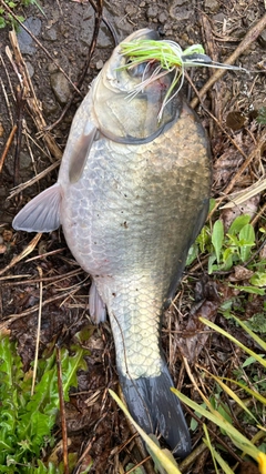 ヘラブナの釣果