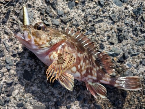 ガシラの釣果