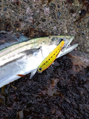 サゴシの釣果