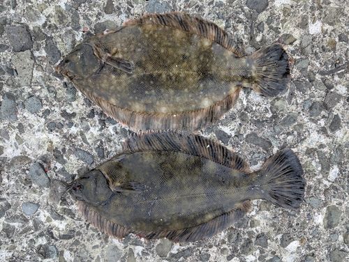 クロガシラガレイの釣果