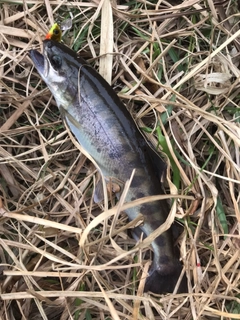 ヤマメの釣果