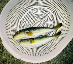 ショウサイフグの釣果