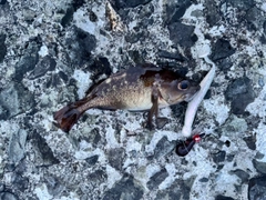 エゾメバルの釣果
