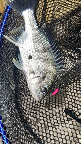 メイタの釣果