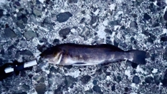 アイナメの釣果