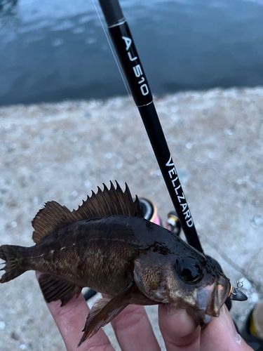 アカメバルの釣果