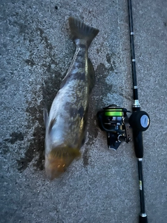 アイナメの釣果