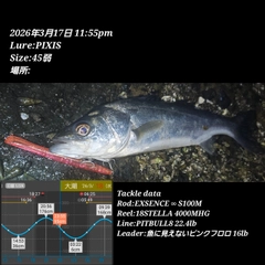 シーバスの釣果