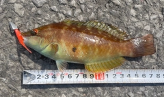 ホシササノハベラの釣果