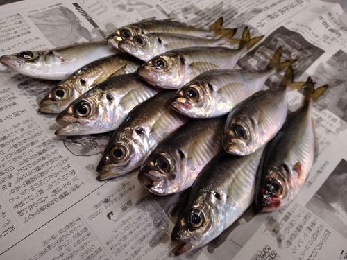 アジの釣果