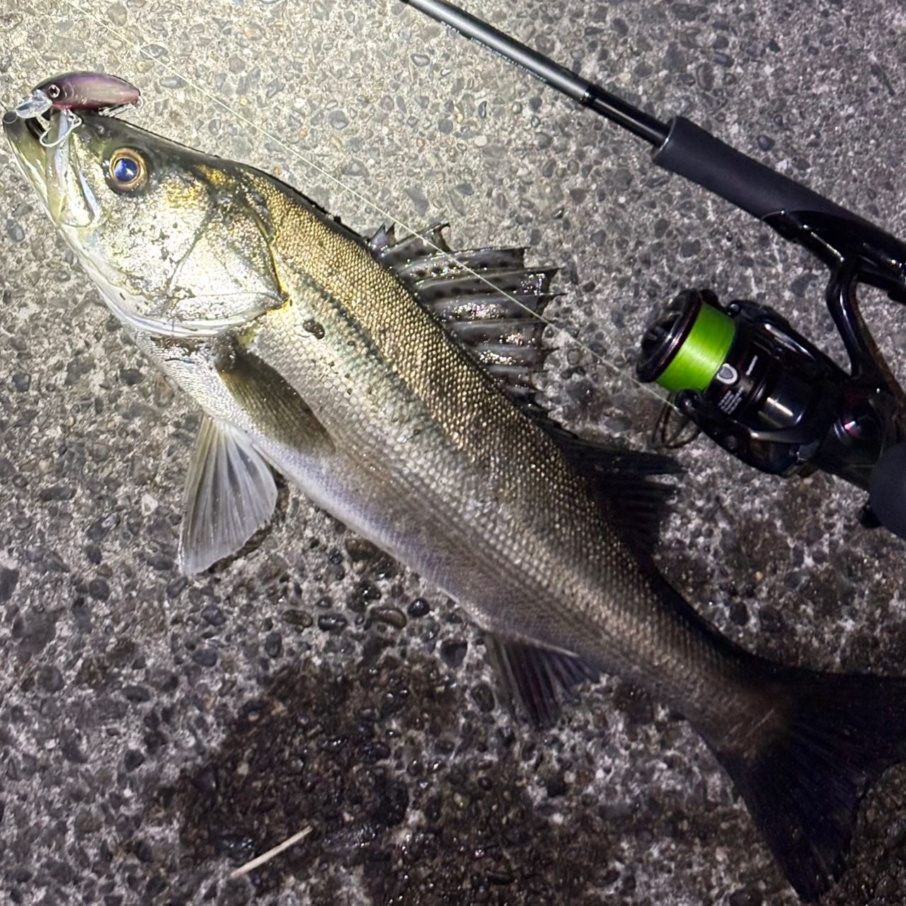 SHIMANO 18ディアルーナ S86Lの最安値・インプレ・釣果 | 本音の口コミ