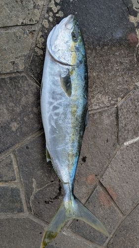 ハマチの釣果