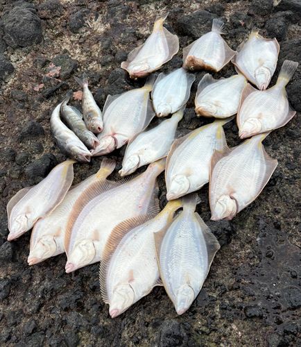 マガレイの釣果