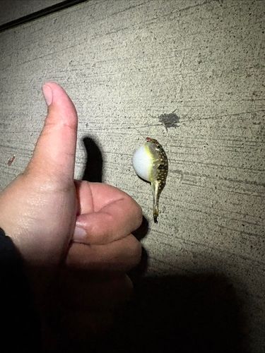 クサフグの釣果