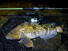 アブラコの釣果