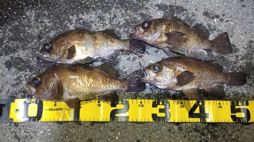 シロメバルの釣果