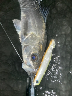 セイゴ（マルスズキ）の釣果