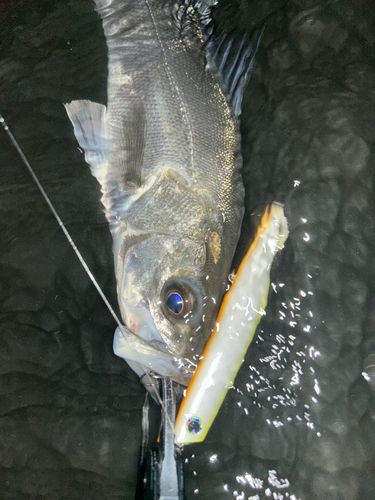 セイゴ（マルスズキ）の釣果