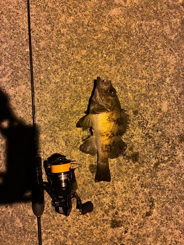 メバルの釣果