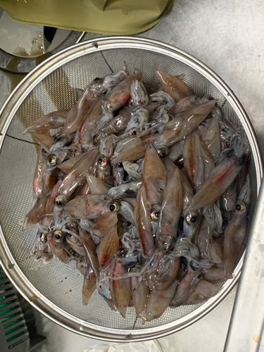 ホタルイカの釣果
