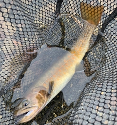 ヤマトイワナの釣果
