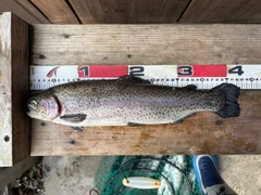 レインボートラウトの釣果