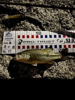 ブラックバスの釣果
