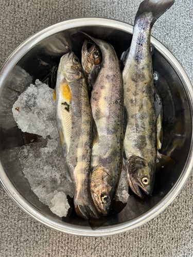 ヤマメの釣果