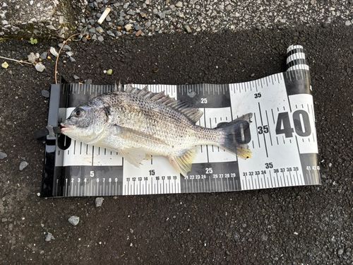 キビレの釣果