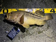 シマゾイの釣果