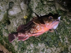 カサゴの釣果