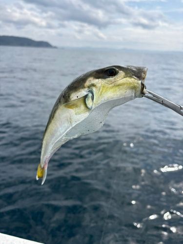 クロサバフグの釣果