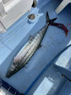 サワラの釣果