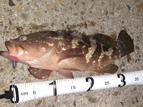 アコウの釣果