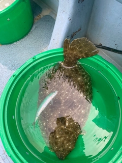 ヒラメの釣果