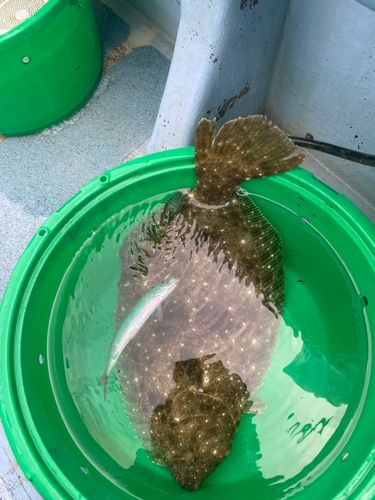 ヒラメの釣果