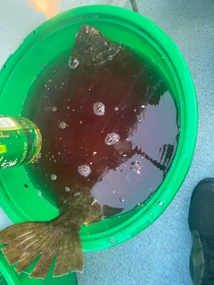 ヒラメの釣果