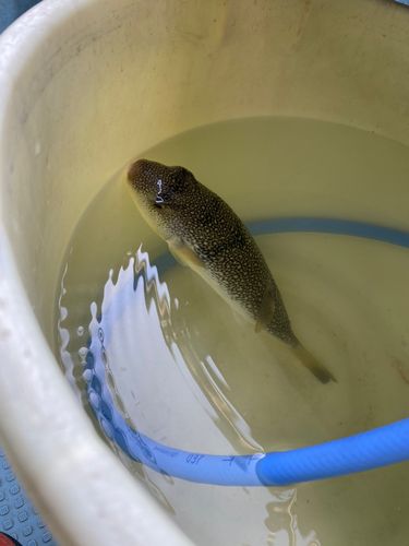 ショウサイフグの釣果