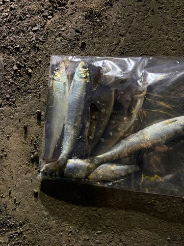 ホッケの釣果