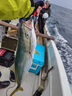 ブリの釣果