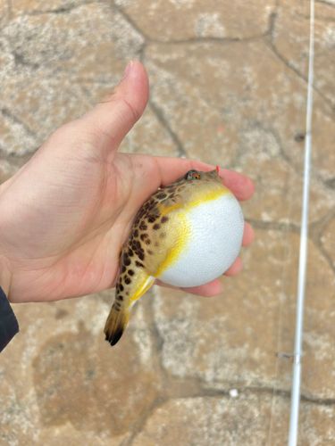 ヒガンフグの釣果