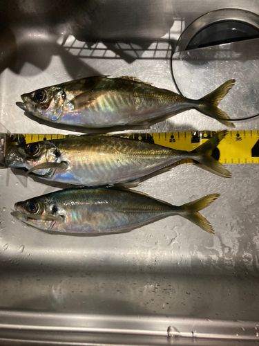 アジの釣果