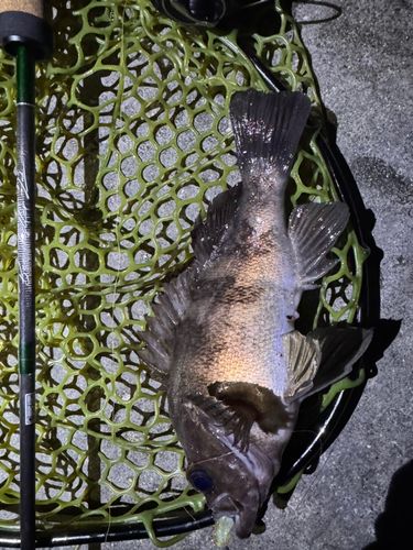 メバルの釣果