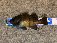 シロメバルの釣果