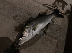 セイゴ（マルスズキ）の釣果